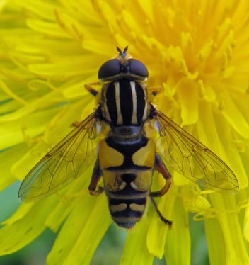 img_9831-hoverfly_edited-1