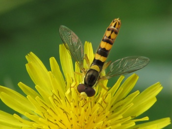img_9849-hoverfly